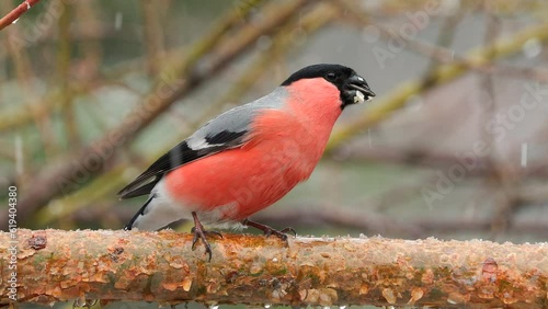 bullfinch adult male bird perced blizzard winter Pyrrhula pyrrhula sunny natural world norway photo