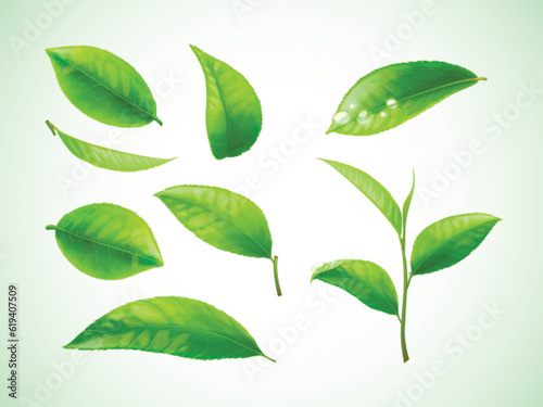 Realistic tea leafs. Isolated green leaves with dew raindrop and stems growth, 3d leaf matcha bio plant basil herbal leave on transparent background, set exact vector illustration