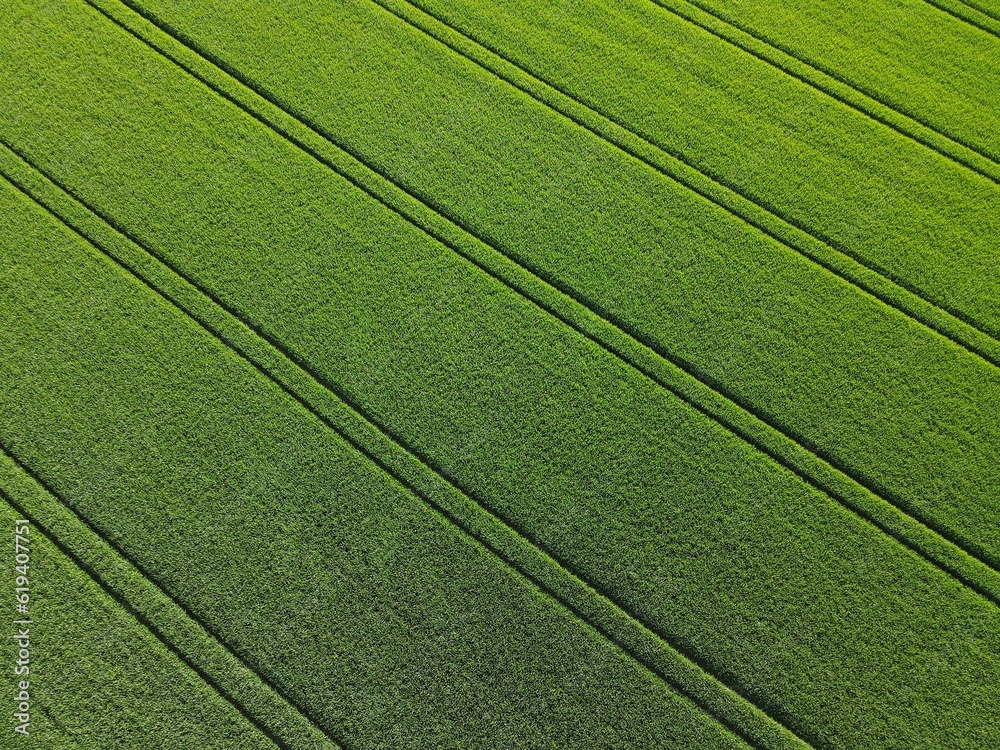 Green growing crop field with lanes in spring from above Green growing crop field with lanes in spring from above
