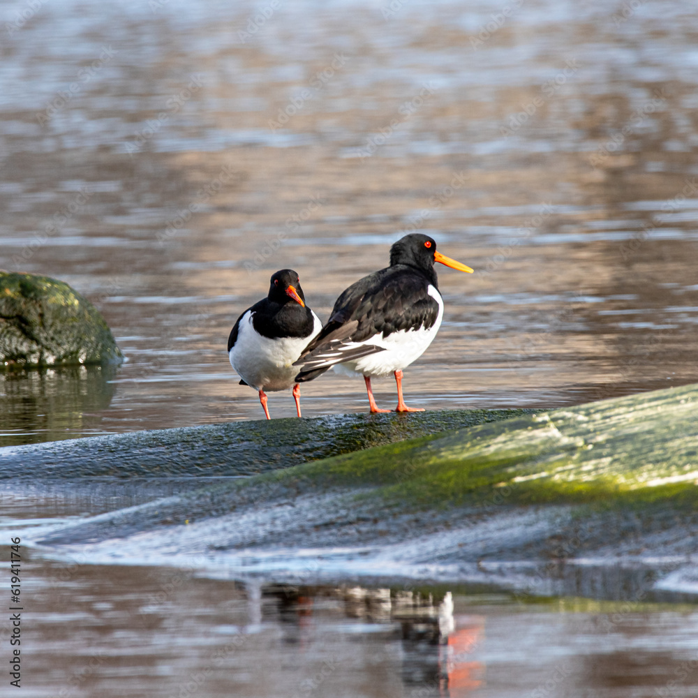 black headed gulls black headed gulls