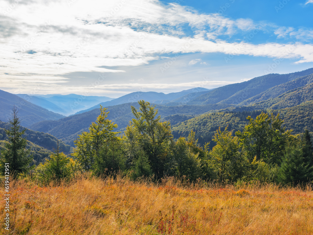 trees on the grassy hill. mountainous carpathian countryside in early autumn. sunny day with clouds on the sky