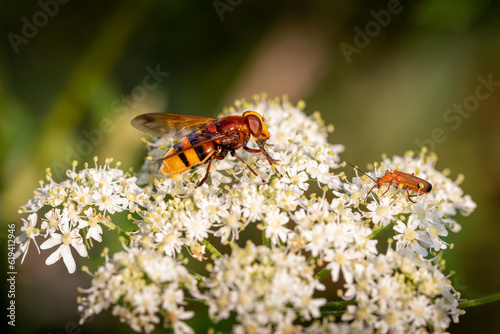 Hornet mimic hoverfly meets common red soldier beetle