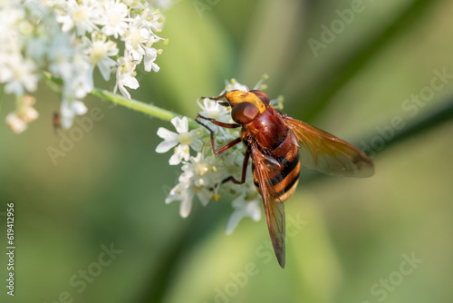 Fotografie Hornet mimic hoverfly feeding on a flower