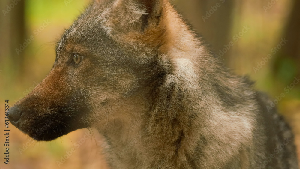 Fototapeta premium Funny Curious Cub Wolf, Canis Lupus, Gray Wolf, Grey Wolf Sniffing Outdoors In Autumn Day. Puppy Wolf.