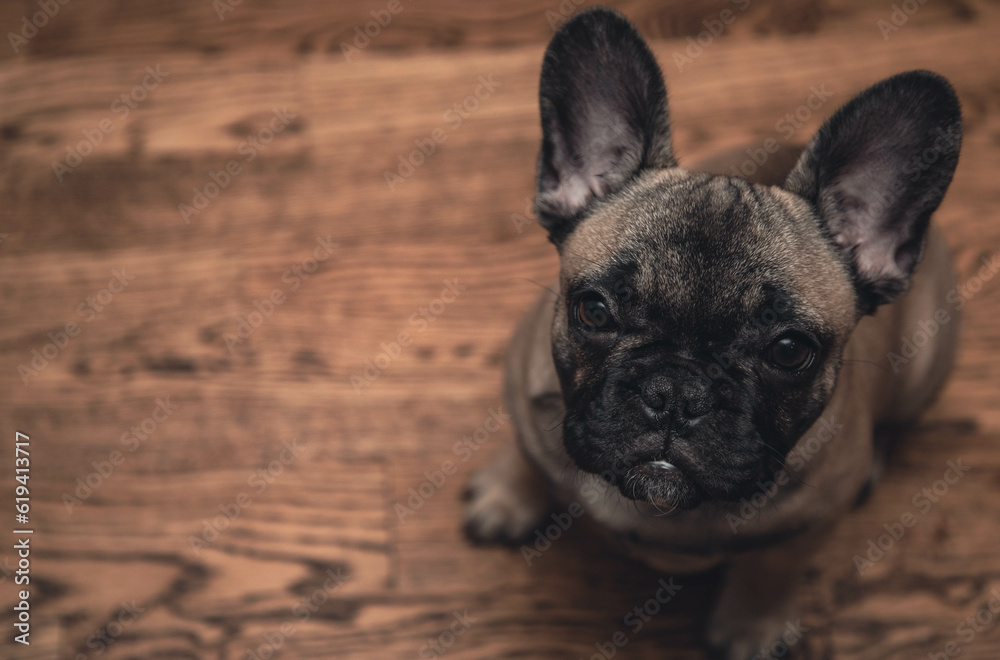 French bulldog puppy look sadly to the camera.