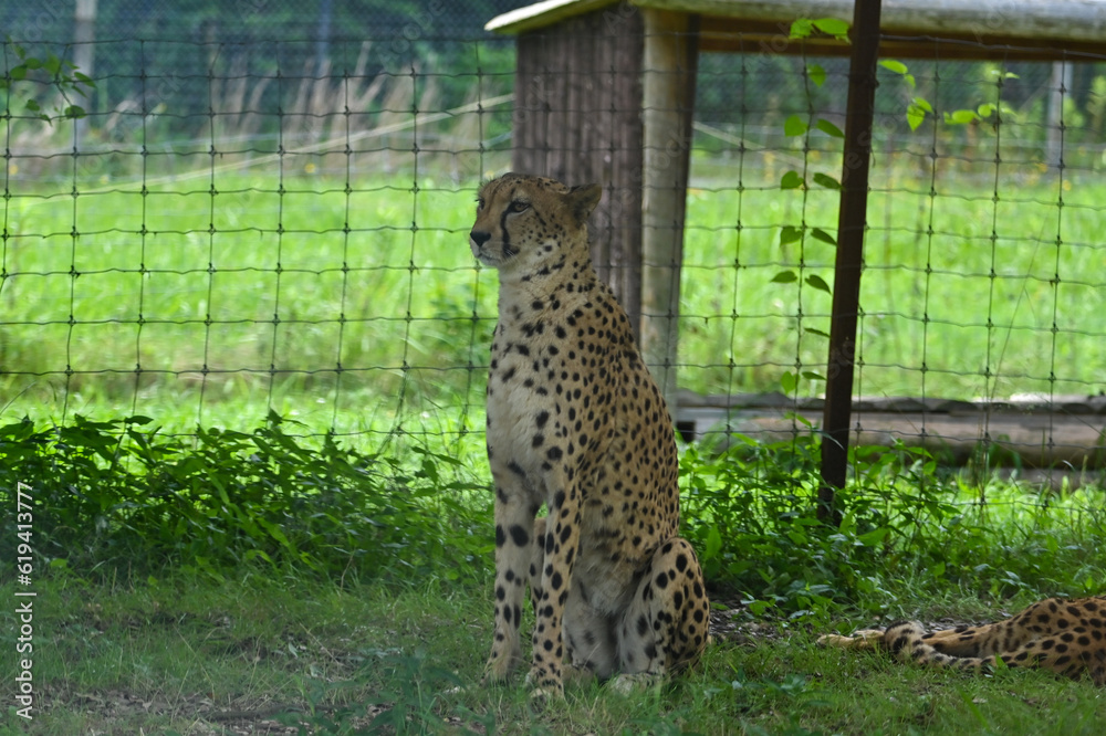 Obraz premium 木陰で休むチーター