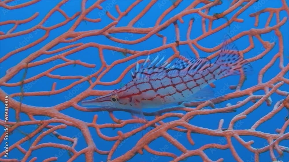 Langnasen Bueschelbarsch (Oxycirrhites typus), rote Gorgonie (Alcyonacea), Rotes Meer, Dahab, Sinai, Aegypten