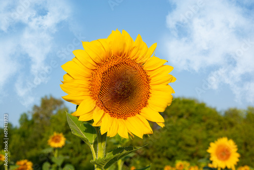 sunflower on a sunny day field