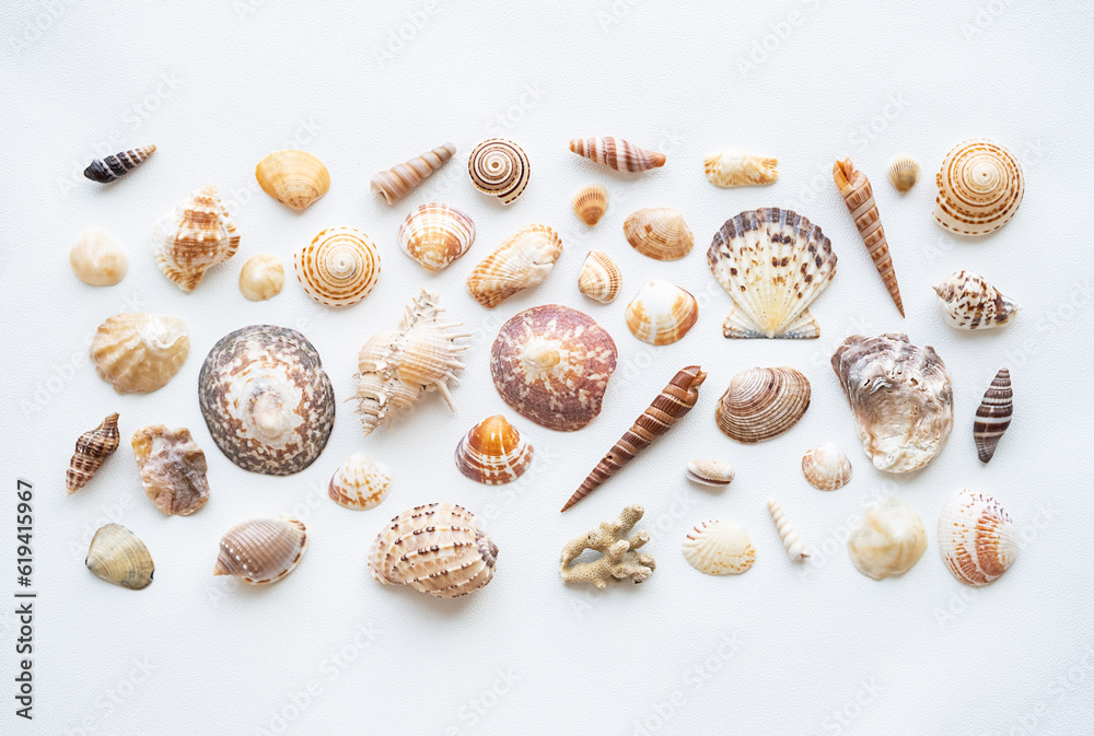 Seashells aesthetic background. Sea shells summer collection. Seashells aesthetic background. Sea shells summer collection.