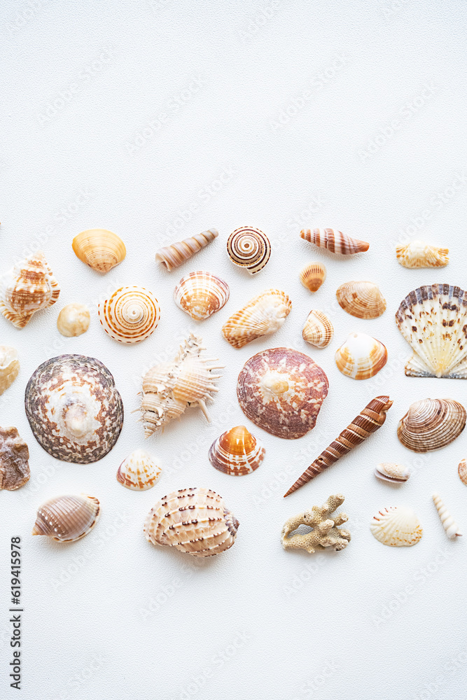 Seashells aesthetic background. Sea shells summer collection. Seashells aesthetic background. Sea shells summer collection.