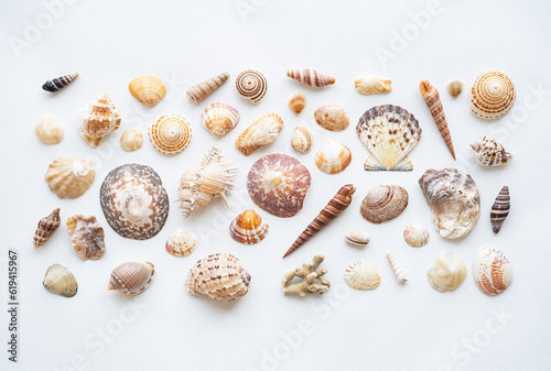 Seashells aesthetic background. Sea shells summer collection.