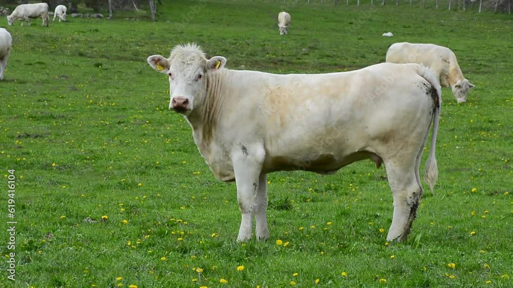 Charolais cattle on pasture in southern Scania, Sweden, Scandinavia, Europe Charolais cattle on pasture in southern Scania, Sweden, Scandinavia, Europe
