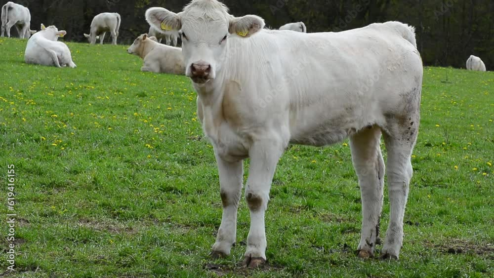 Charolais cattle on pasture in southern Scania, Sweden, Scandinavia, Europe Charolais cattle on pasture in southern Scania, Sweden, Scandinavia, Europe