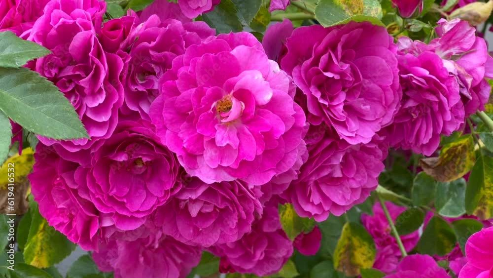 Flowering red roses in Ystad, Scania, Sweden, Scandinavia, Europe Flowering red roses in Ystad, Scania, Sweden, Scandinavia, Europe