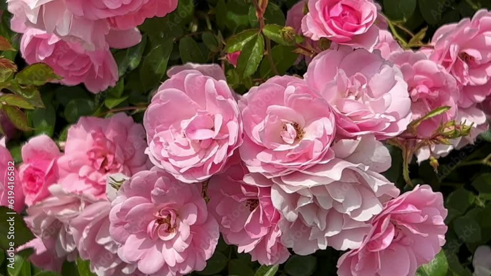 Flowering pink roses in Ystad, Scania, Sweden, Scandinavia, Europe Flowering pink roses in Ystad, Scania, Sweden, Scandinavia, Europe