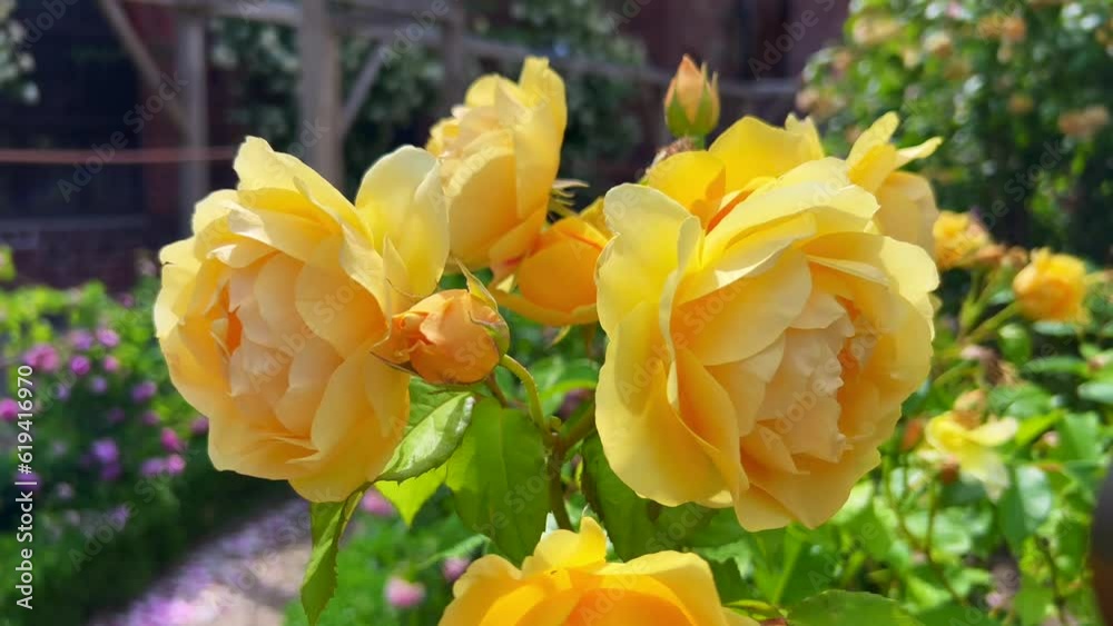 English yellow rose (Rosa Charles Austin) in the Rose Garden at the monastery in Ystad, Scania, Sweden, Scandinavia, Europe English yellow rose (Rosa Charles Austin) in the Rose Garden at the monastery in Ystad, Scania, Sweden, Scandinavia, Europe
