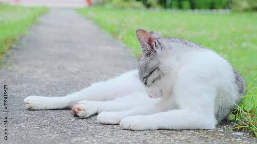 Domestic cat grooming it self in the front yard
