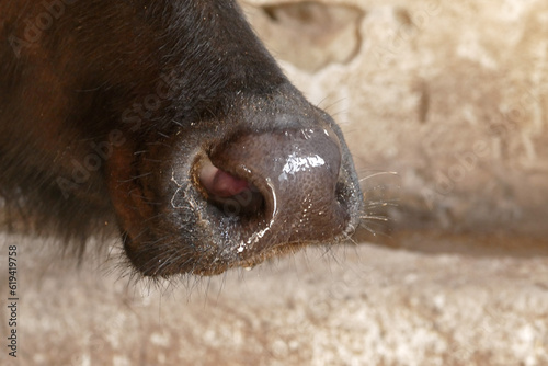 Close-up of the nose and nostrils of a tied domestic buffalo in a barn