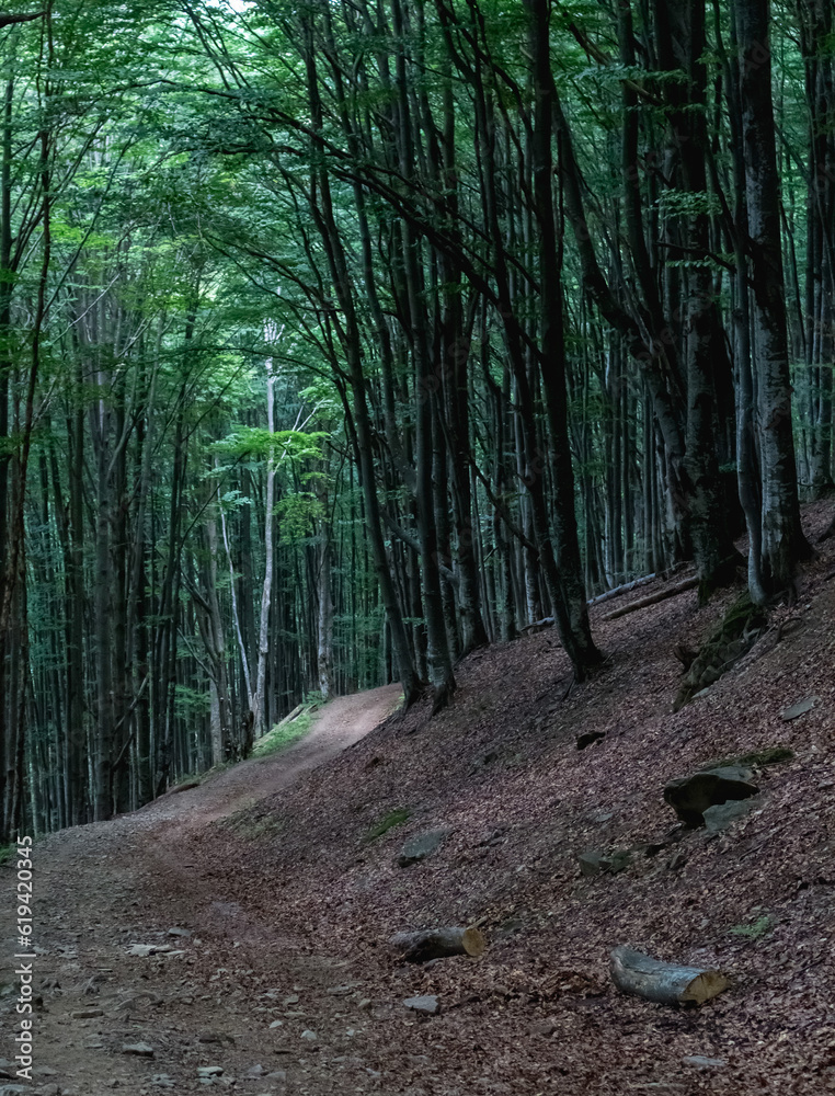 Obraz premium beech forest