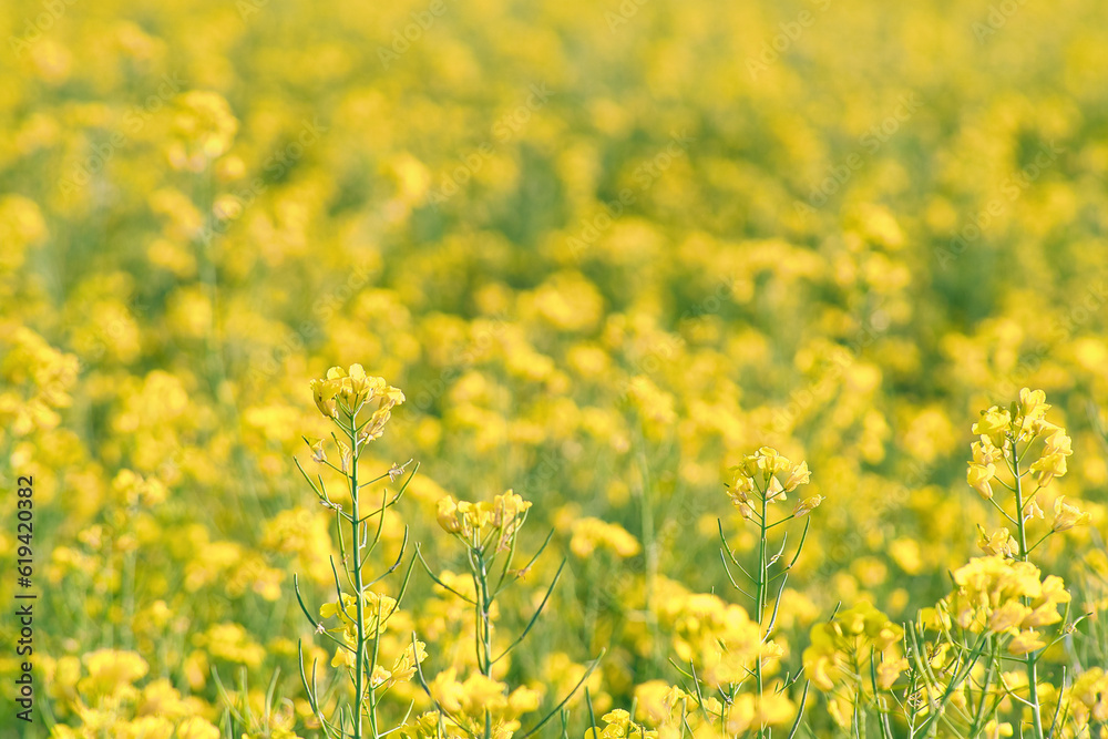Rape with yellow flowers in the canola field. Product for edible oil and bio fuel Rape with yellow flowers in the canola field. Product for edible oil and bio fuel