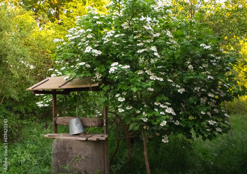 viburnum bush near the well..