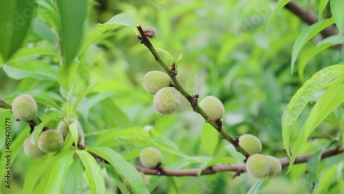 Green peaches growing on the tree
