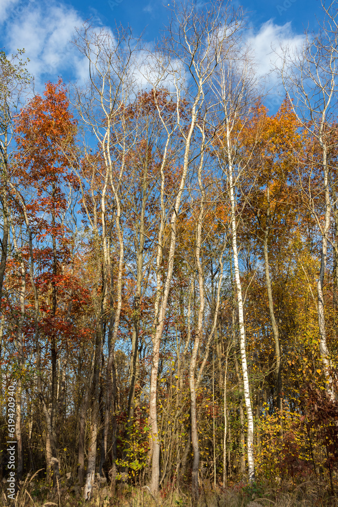 road in the autumn forest.. road in the autumn forest..
