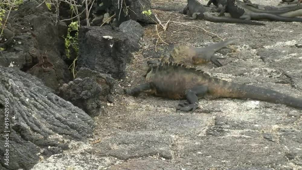 Galapagos, sea lizards fighting on Santa Cruz Island, Ecuador, South America Galapagos, sea lizards fighting on Santa Cruz Island, Ecuador, South America