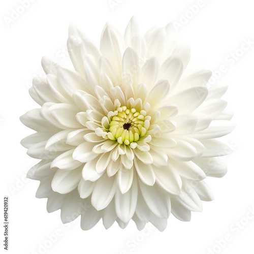 Blooming white chrysanthemum top view. Isolated on transparent background. KI.