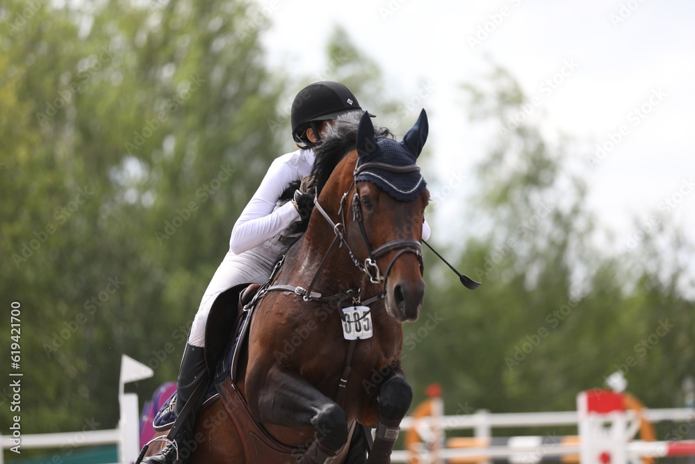Obraz premium horse and rider on a horse in show jumping competition