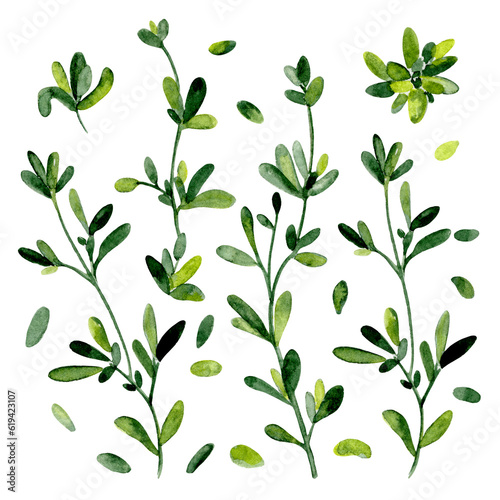 Thyme Leaves and Branches Set. Watercolor in wet in wet. Hand-drawn green herbal botanical illustration for wallpaper, banner, textile, postcard or wrapping paper