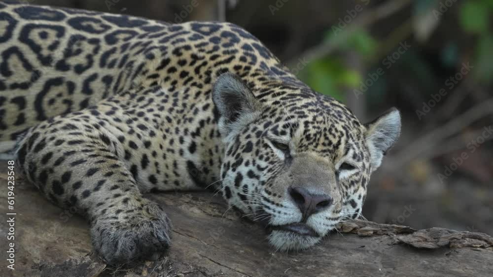 Video Jaguar (Panthera Onca) sleeping, Matto Grosso do Sul, Pantanal, Brazil, South America Video Jaguar (Panthera Onca) sleeping, Matto Grosso do Sul, Pantanal, Brazil, South America