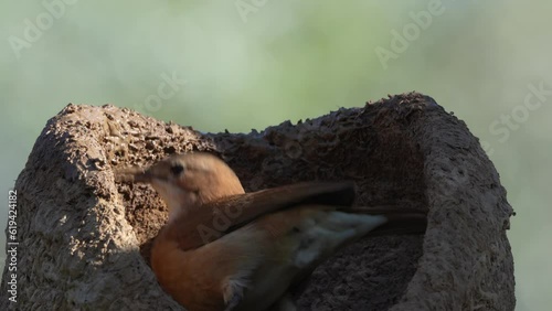 Video Rusty rufous hornero (Furnarius rufus), building a nest in a tree, Mata Grosso, Pantanal, Brazil, South America photo