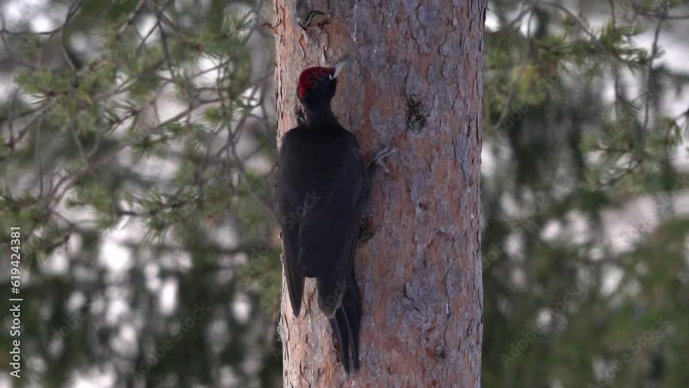 Video Black Woodpecker (Dryocopus martius) at tree trunk, Kuusamo, Finland, Europe