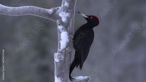 Video Black Woodpecker (Dryocopus martius) at tree trunk, Kuusamo, Finland, Europe photo