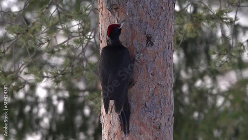 Video Black Woodpecker (Dryocopus martius) at tree trunk, Kuusamo, Finland, Europe photo