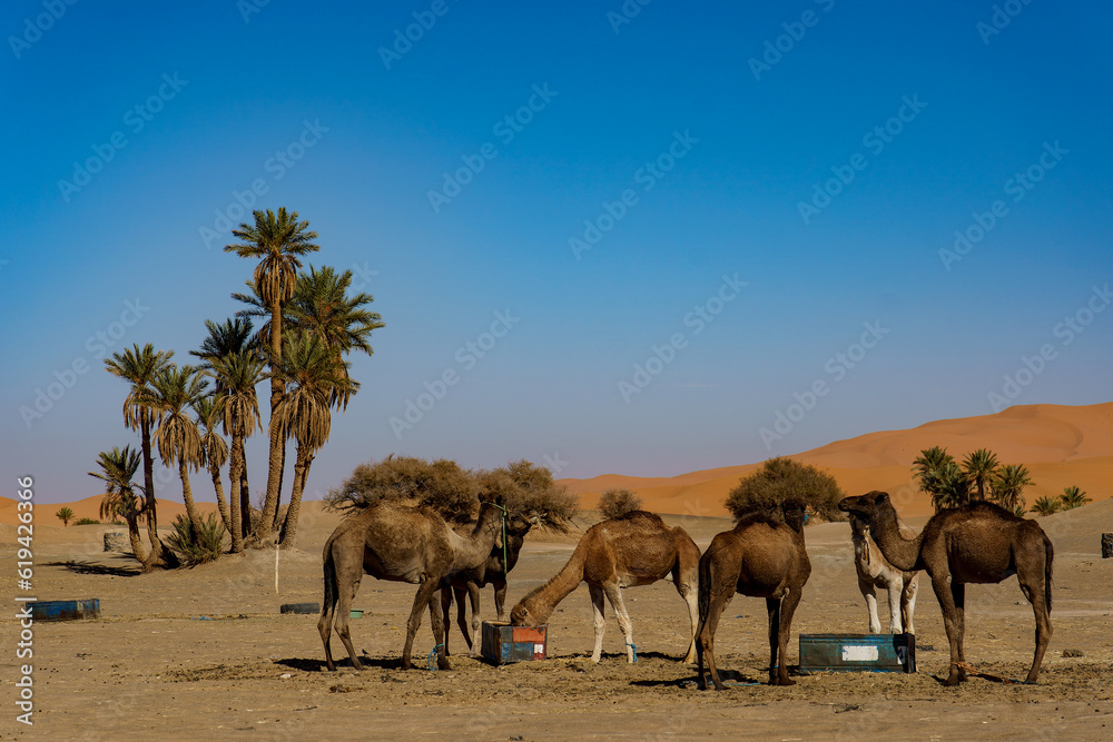 Morocco. Merzouga. Camels waiting for a trek