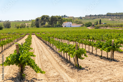 La Munia, Catalunya, Spain - July 1st, 2023: Vineyards in Penedes wine country