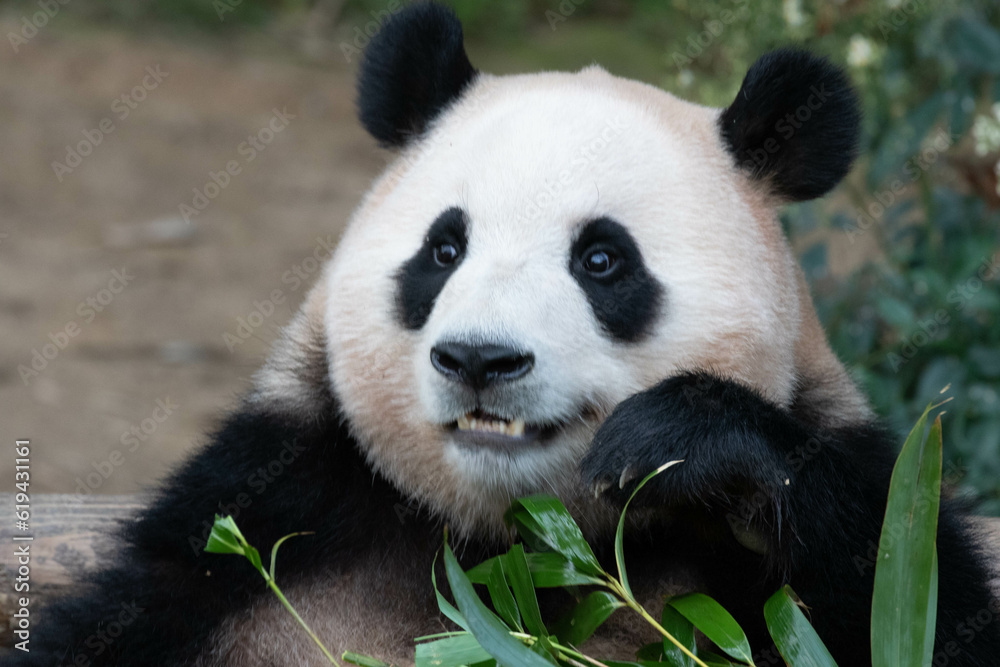 Close up Giant Panda in Republic of Korea Close up Giant Panda in Republic of Korea