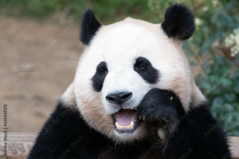 Close up Giant Panda in Republic of Korea Close up Giant Panda in Republic of Korea