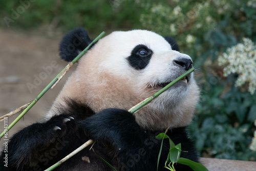 Fototapeta Naklejka Na Ścianę i Meble -  Close up Giant Panda in Republic of Korea