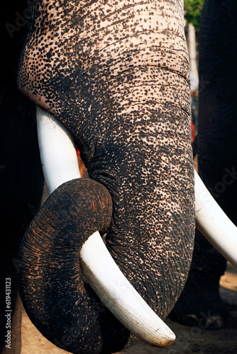 Photography indian elephant trunk and tusk in close up