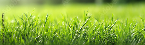 green young grass panorama horizontal. Generative AI