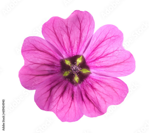 Mallow flower