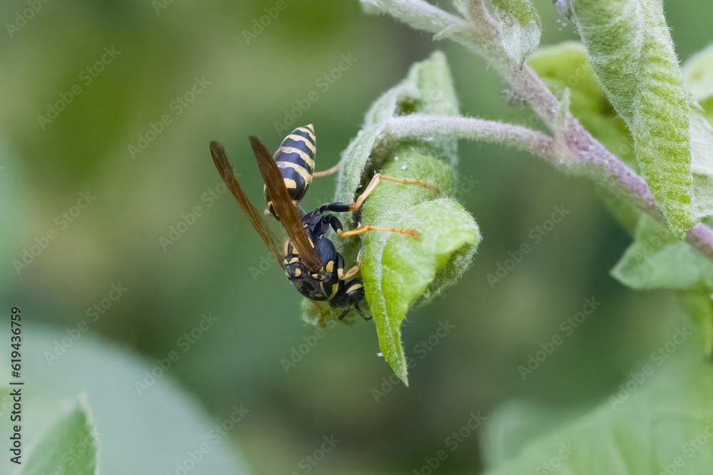 Wespe am Blatt eines Apfelbaums in dem Blattläuse sitzen