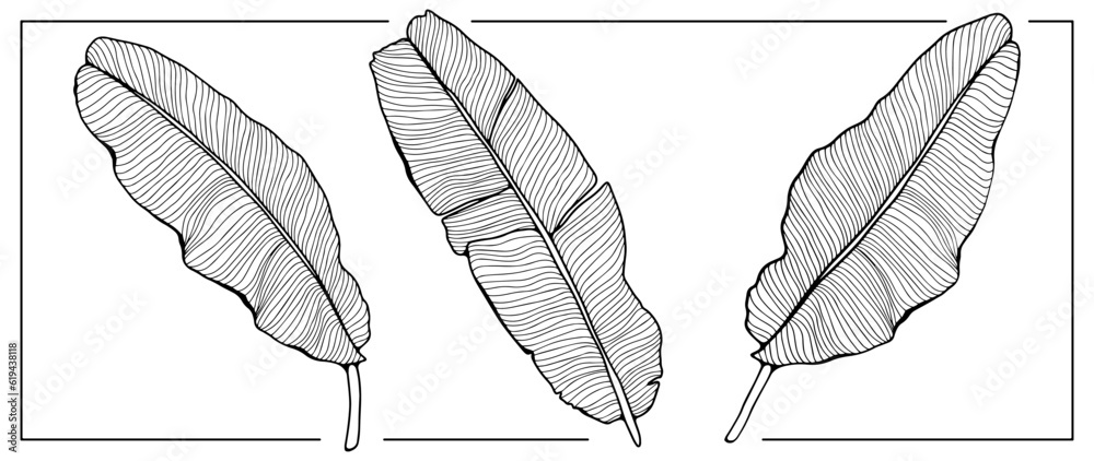 Black and white large banana leaves on a white background. Tropical background for coloring books, covers, wallpapers, decor and presentations Black and white large banana leaves on a white background. Tropical background for coloring books, covers, wallpapers, decor and presentations