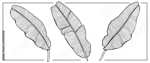 Black and white large banana leaves on a white background. Tropical background for coloring books, covers, wallpapers, decor and presentations