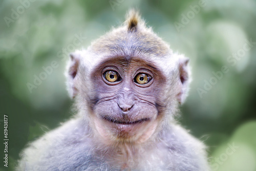 Fotografi Funny portrait of a macaque: A captivating and entertaining close-up of a jovial