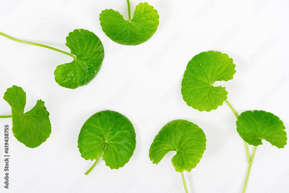 Top view on table centella asiatica leaves with isolated on white background Top view on table centella asiatica leaves with isolated on white background
