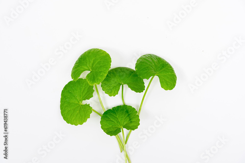 Top view on table centella asiatica leaves with isolated on white background